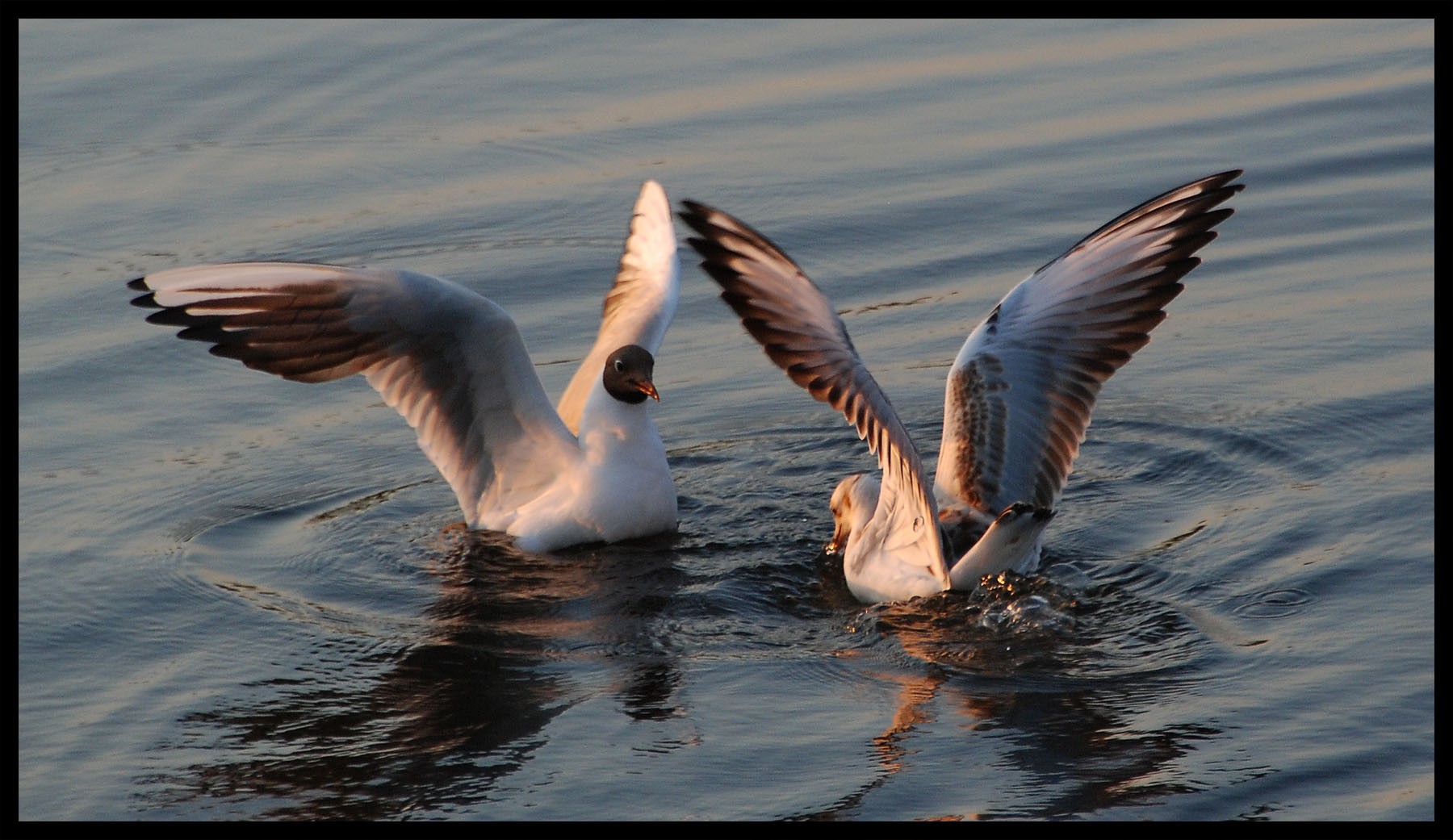 Gull's in the sun  