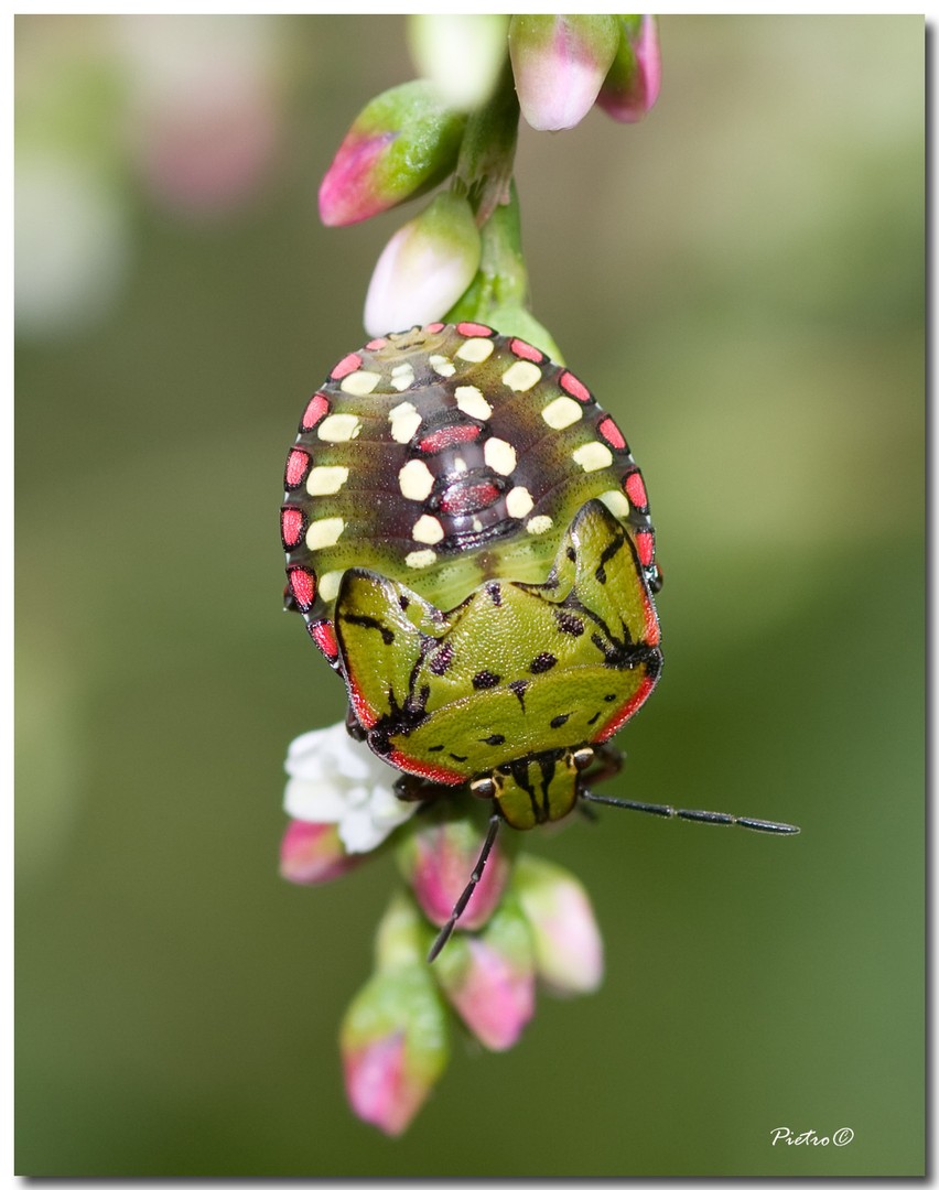 Nezara viridula ninfa