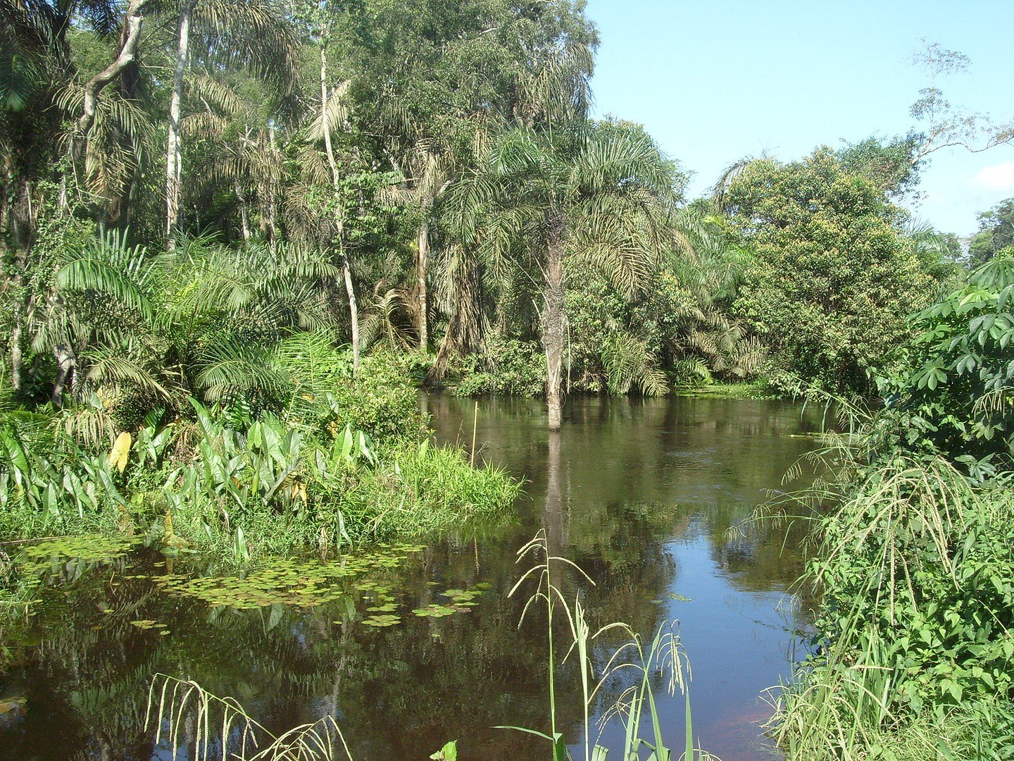 Rivière Longoni  (Likouala Congo)