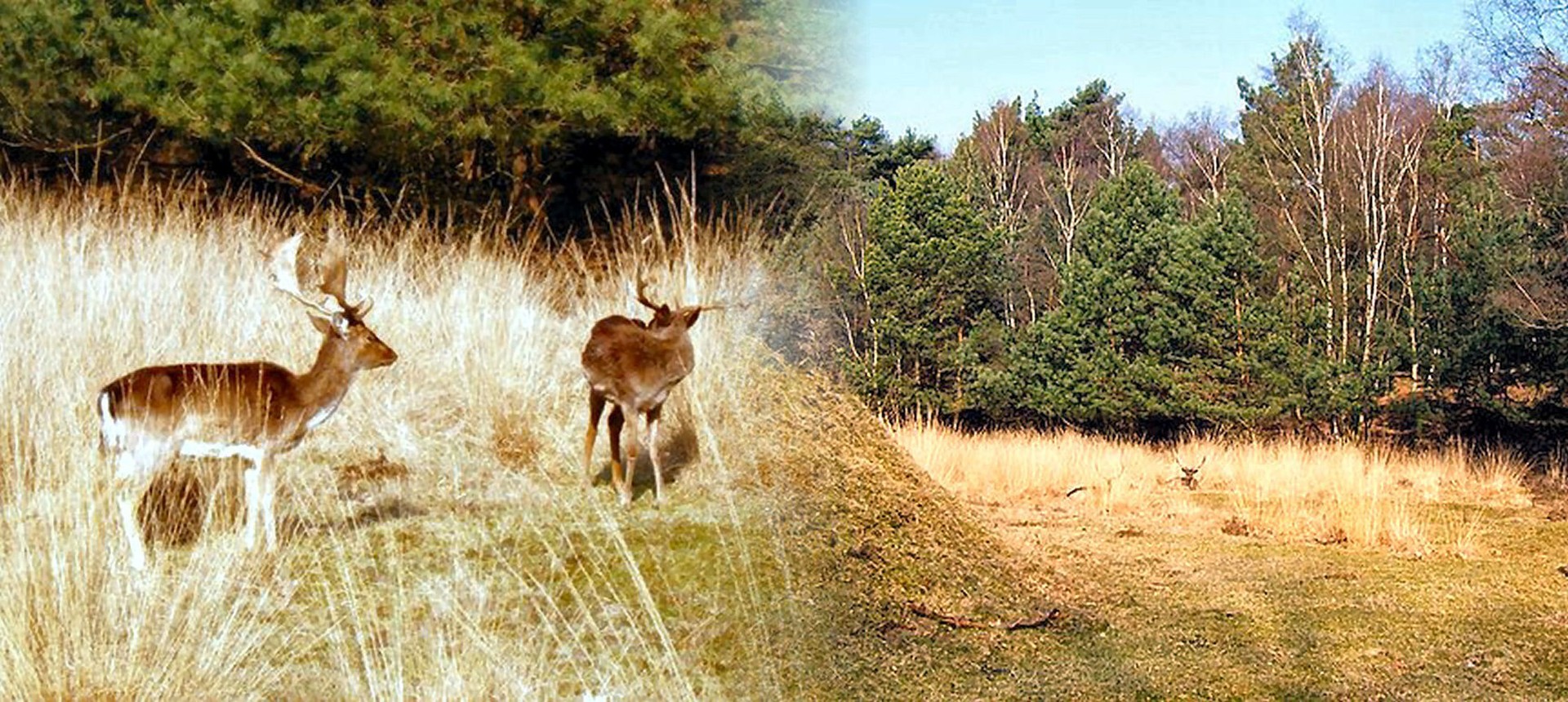 Collage wndern in Limburg