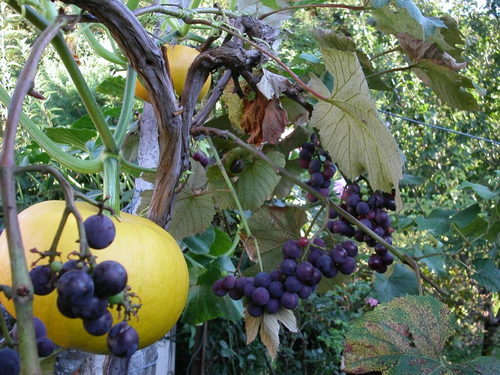 Beeren groß und klein