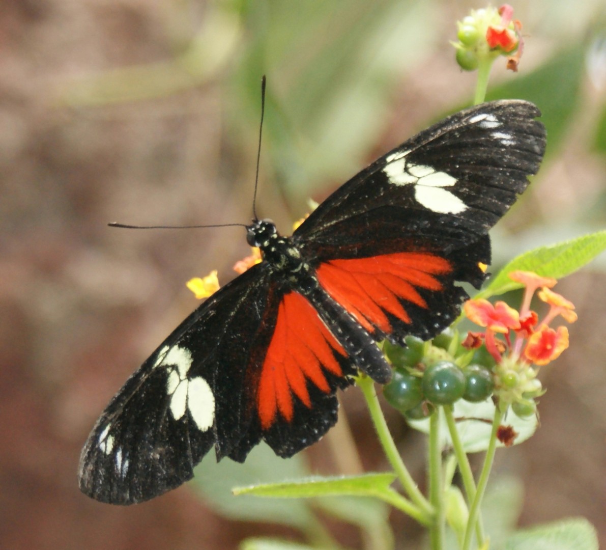 Schmetterling