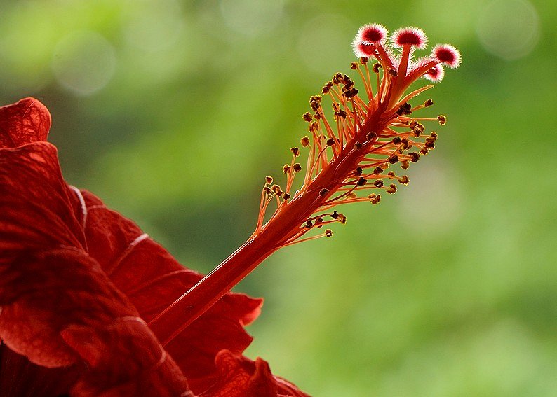 Hibiskus