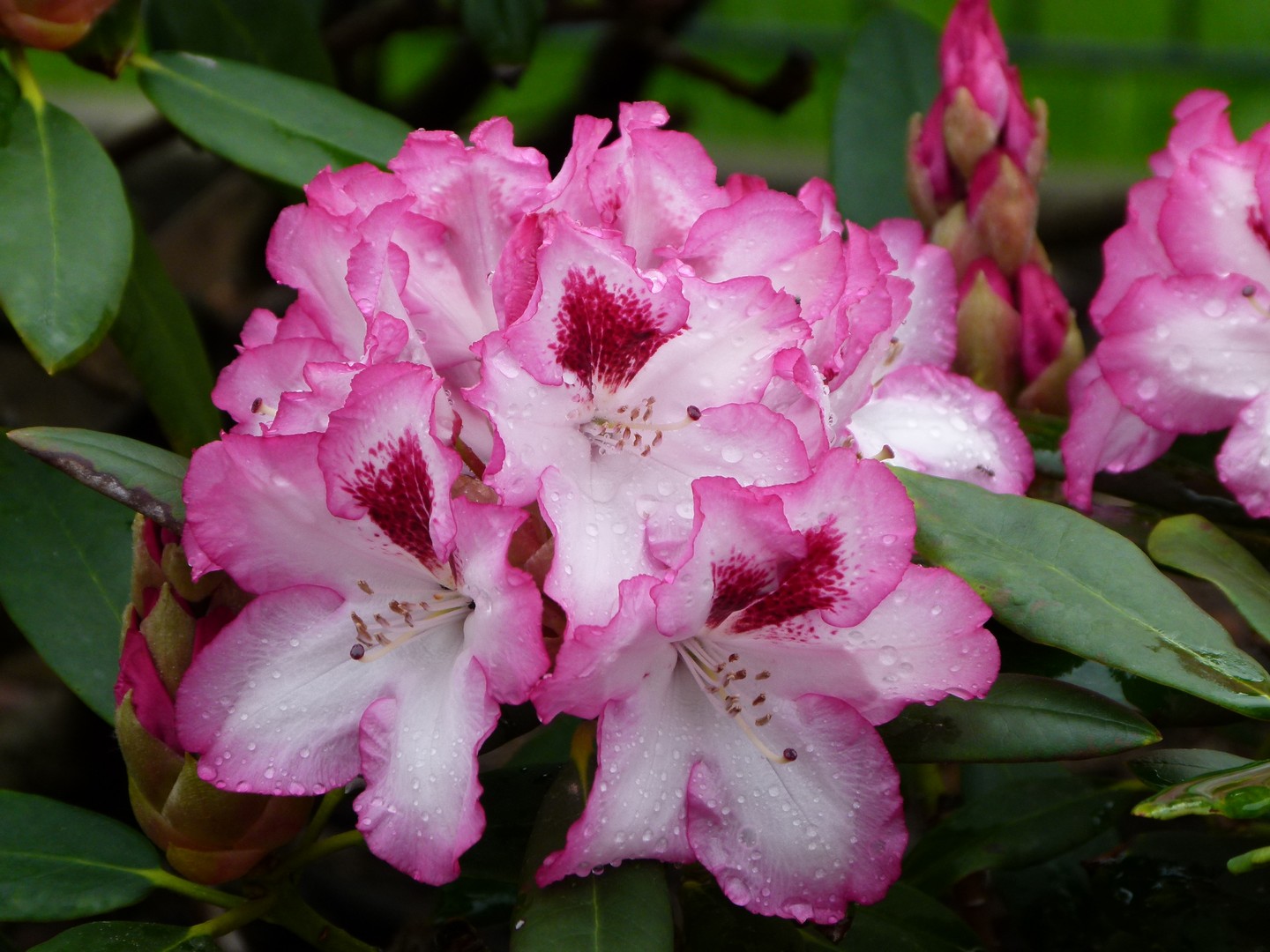 rhododendron2