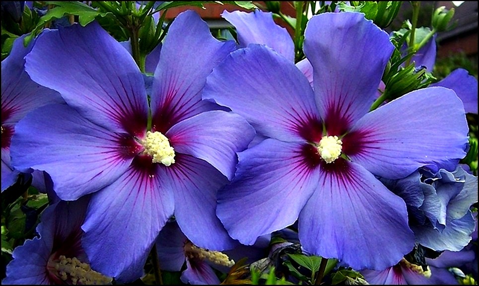 Hibiskusblüten