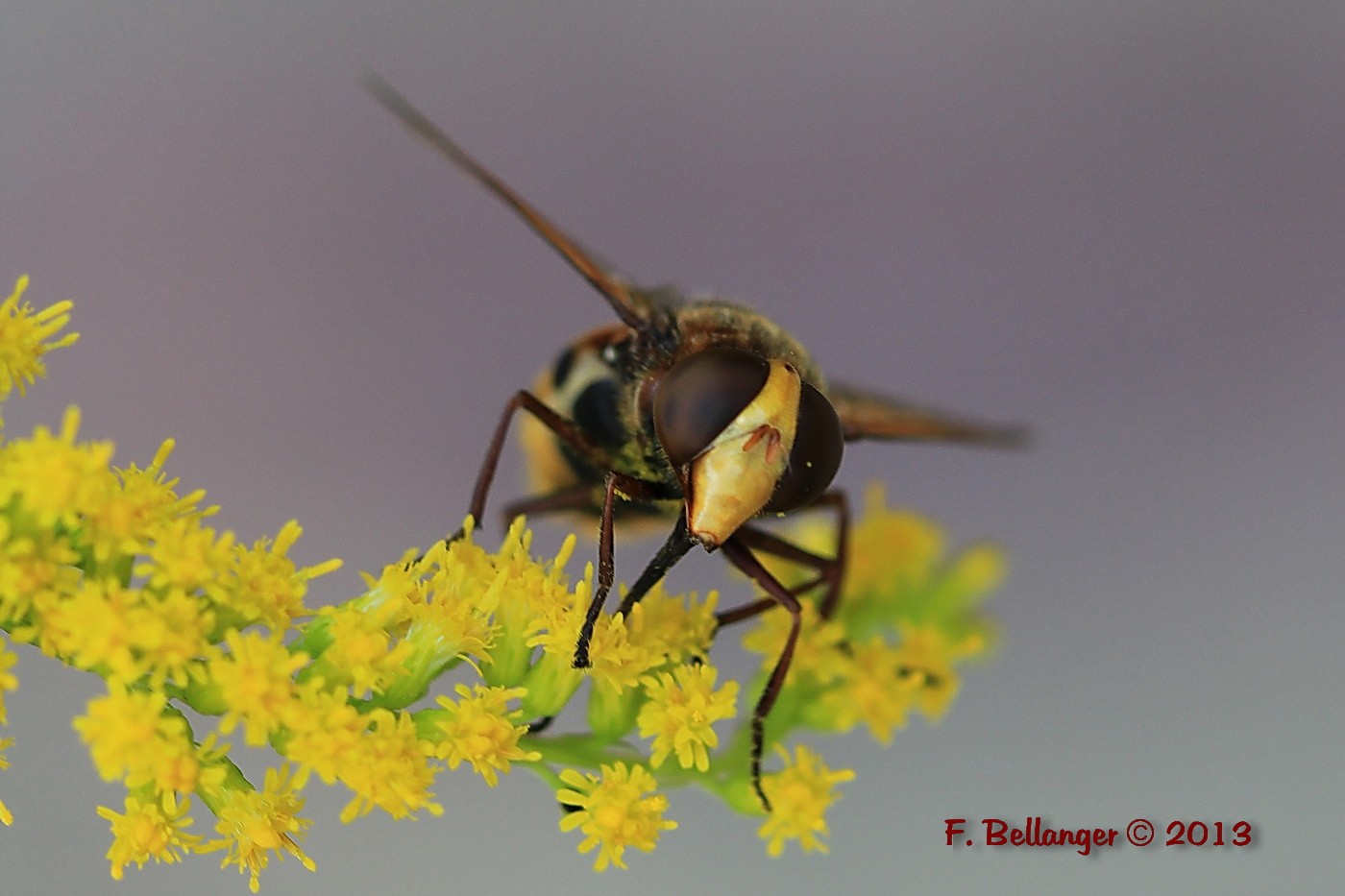 Des volucella dans mon jardin