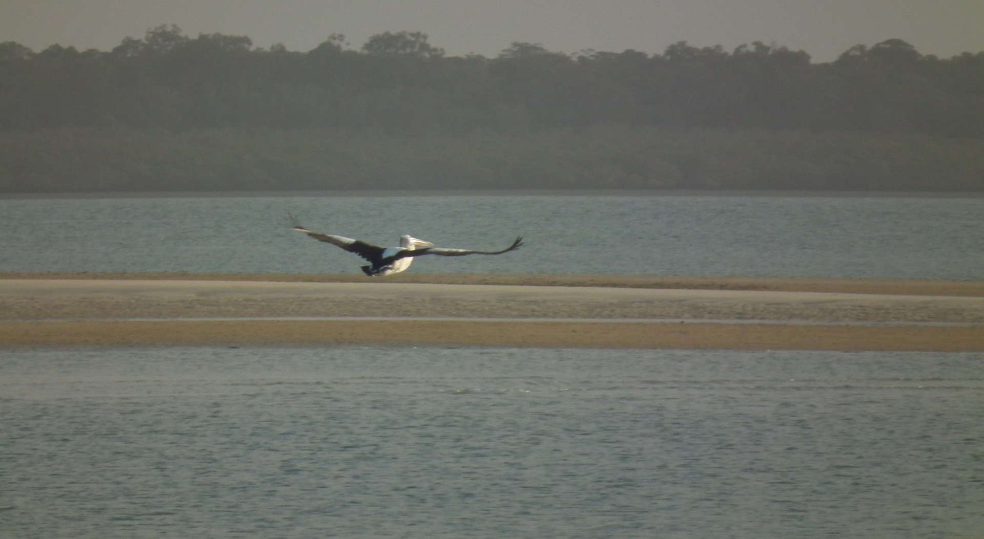 Pelican in flight