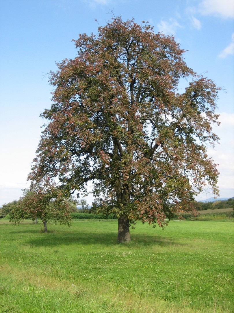 Baum 2