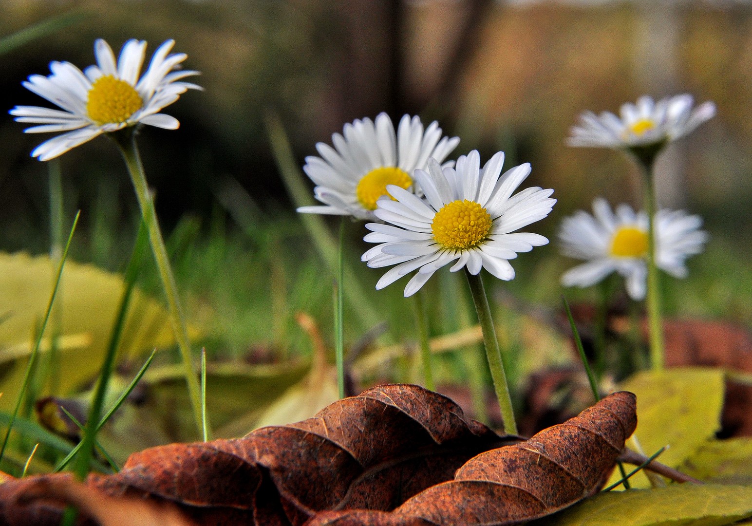 Gänseblümchen