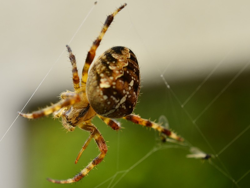 Spinne am Morgen