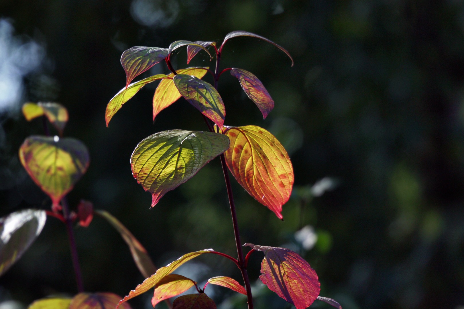 Herbstfarben