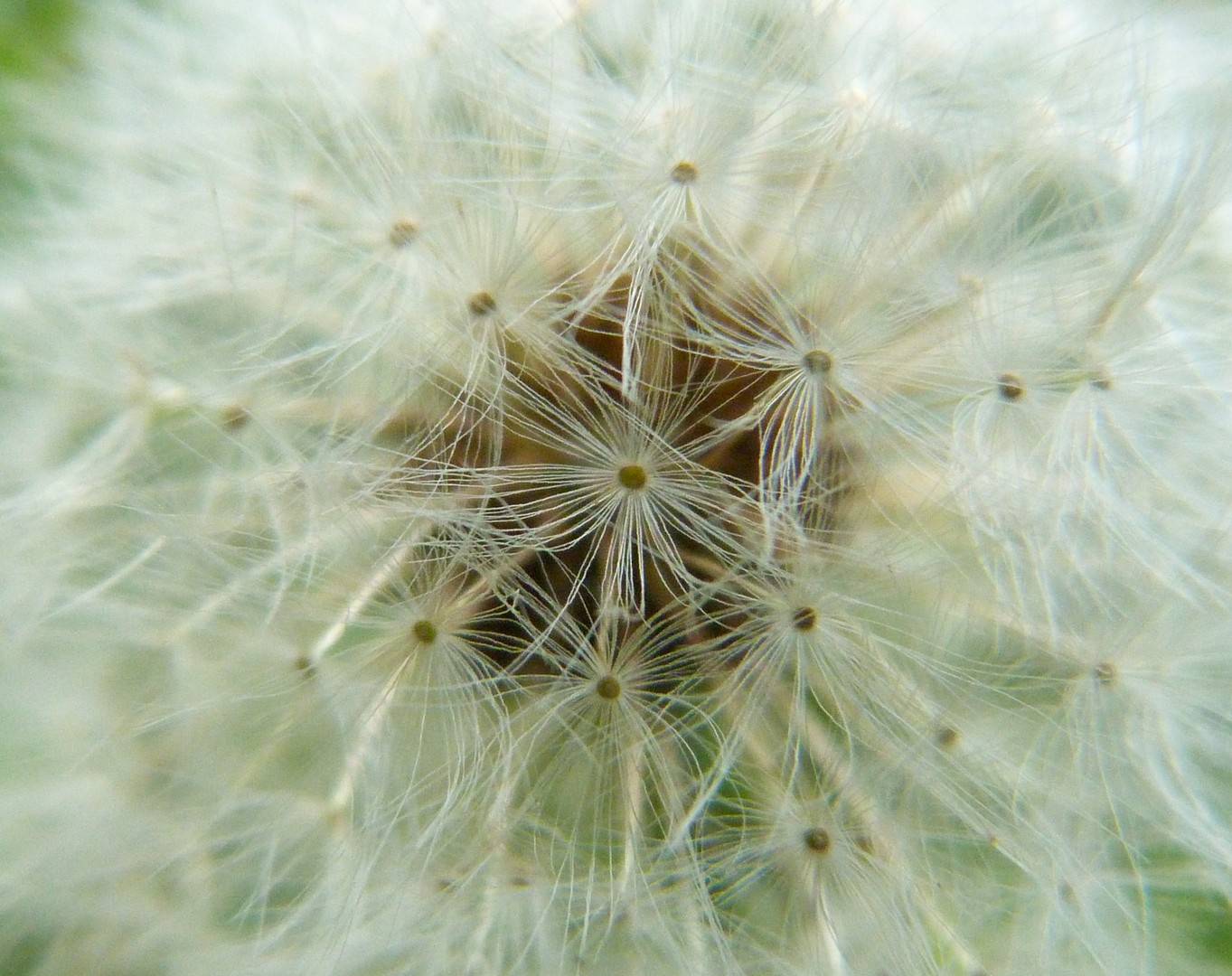 Pusteblume