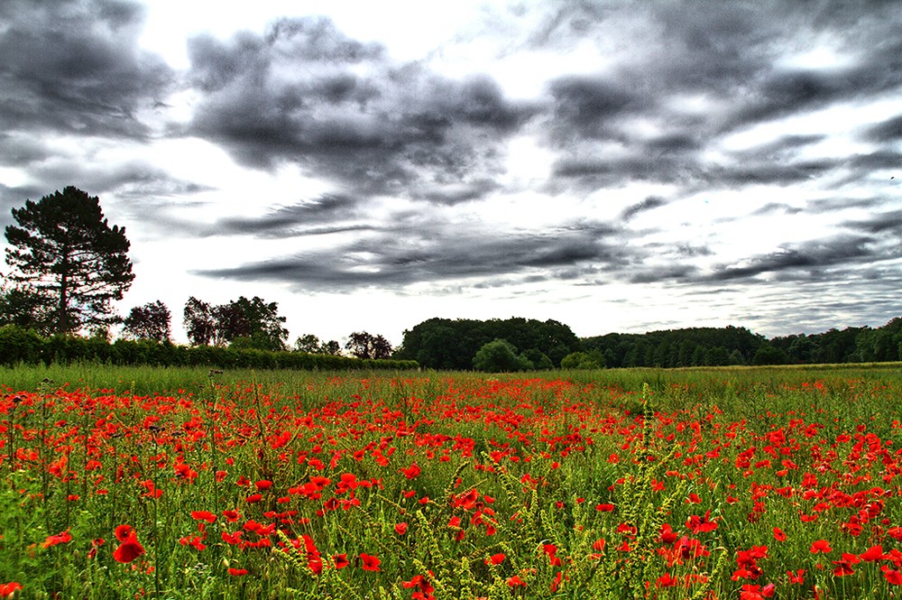 Rote Tupfer in der Landschaft