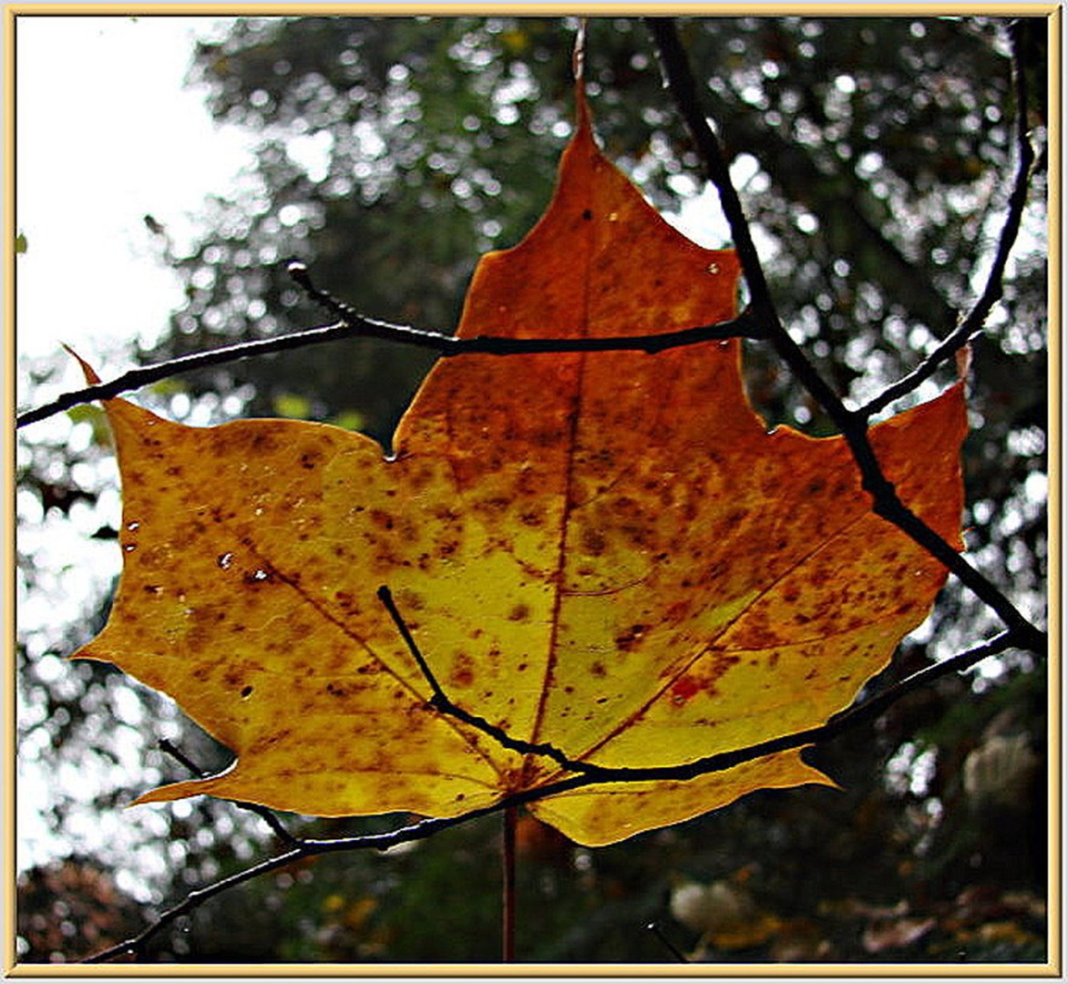 Buntes Blatt