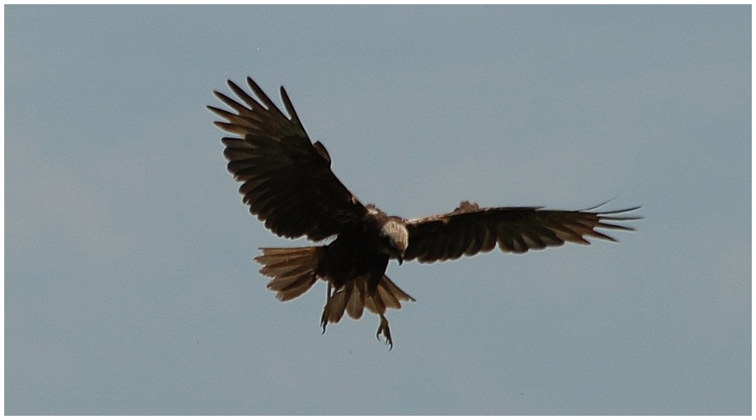 Red Kite ( rode Wouw) 