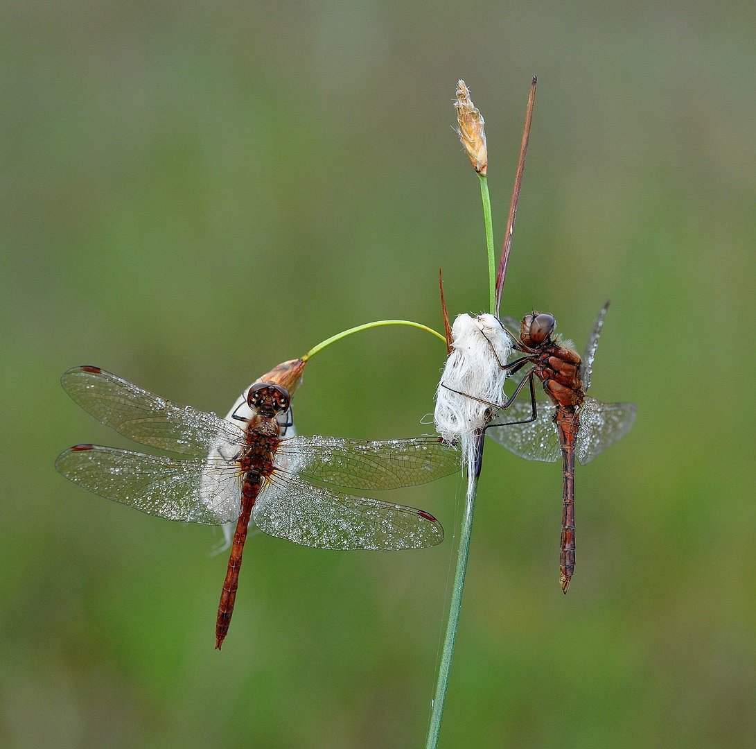 2 dragonflies