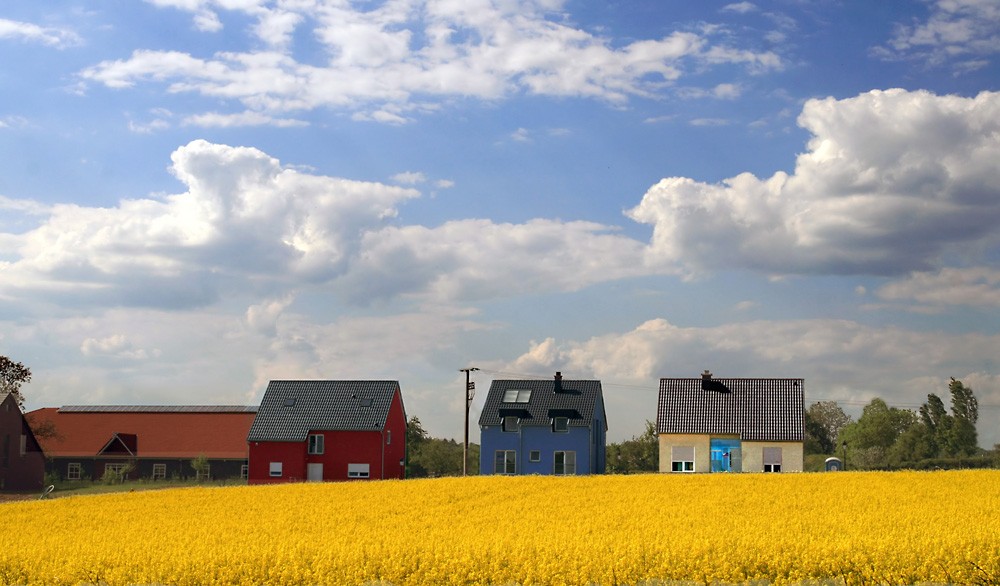 Rapsfeld in voller Blüte 