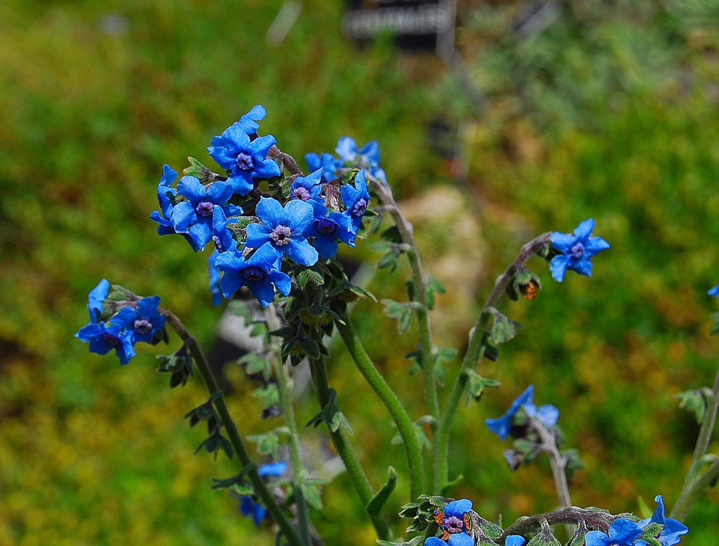 Fleurs bleues.