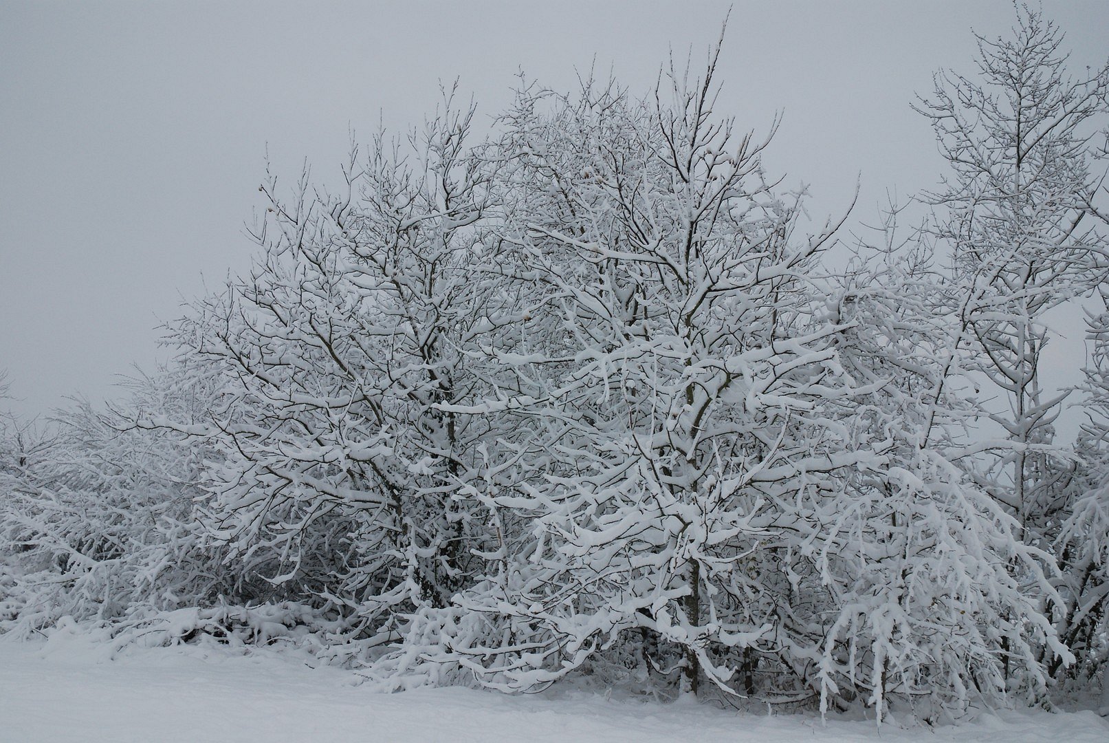 Sous la neige