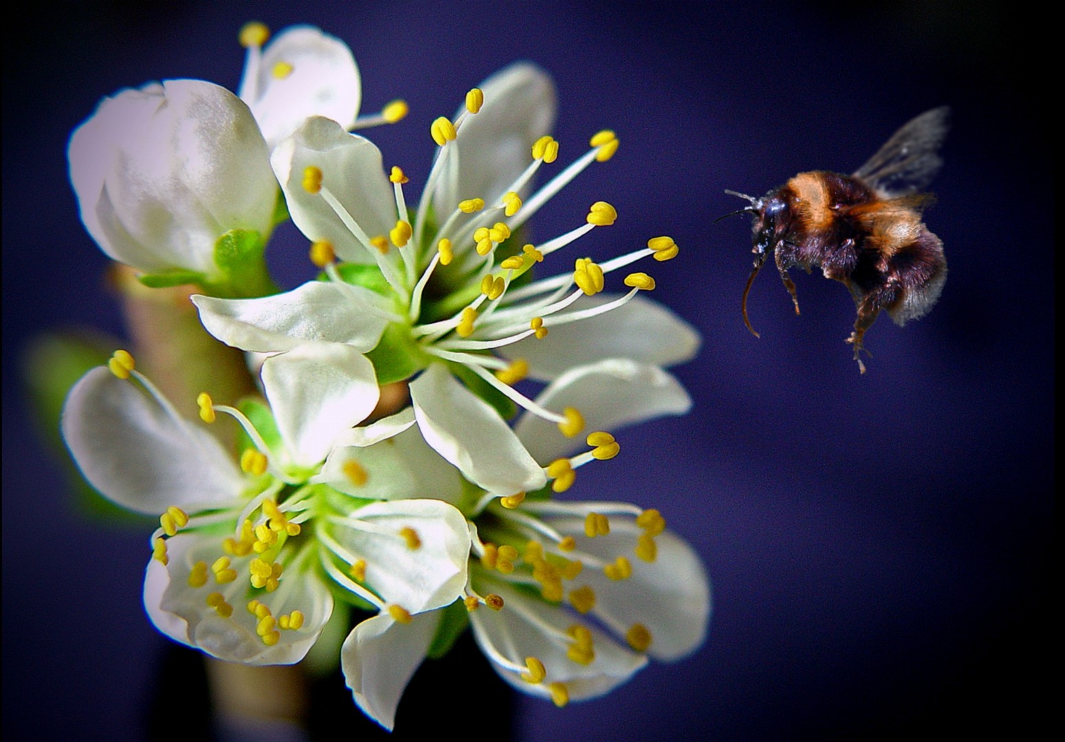 Blossom