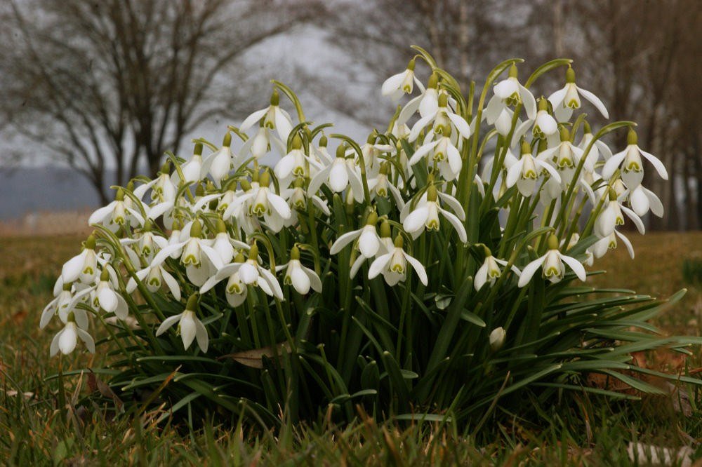 Der Frühling naht