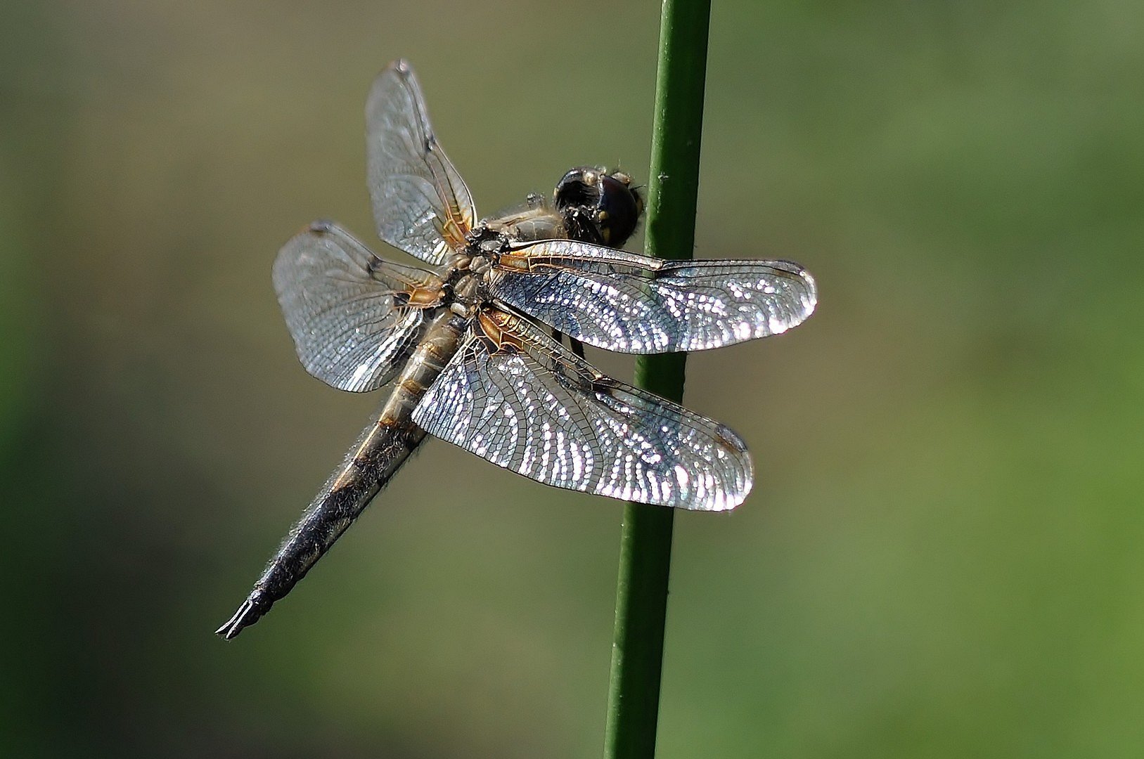 Libelle am Halm