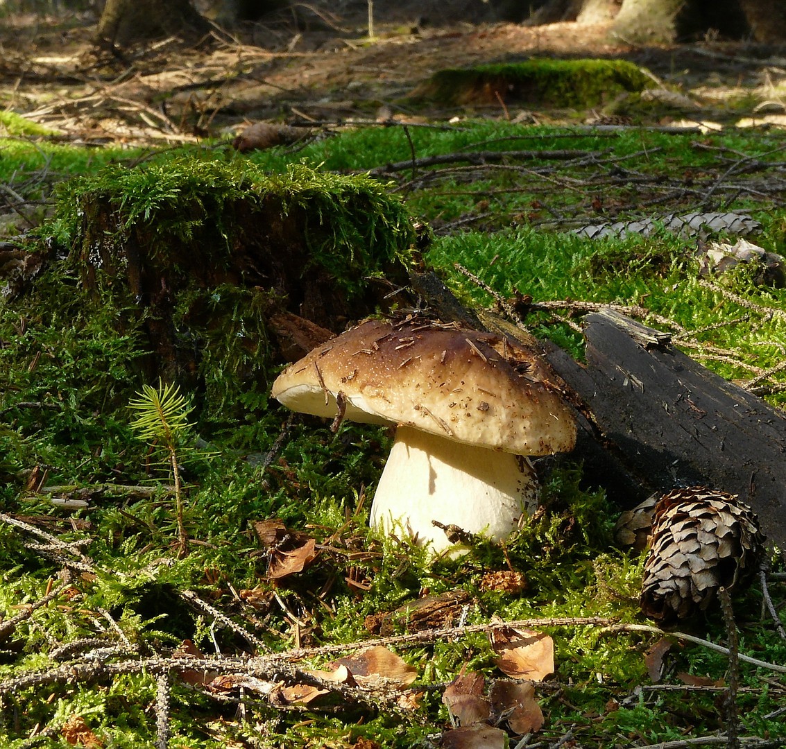 Steinpilz