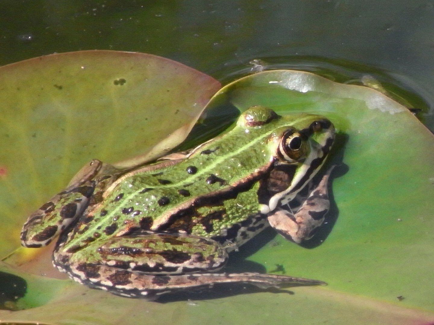 Frosch