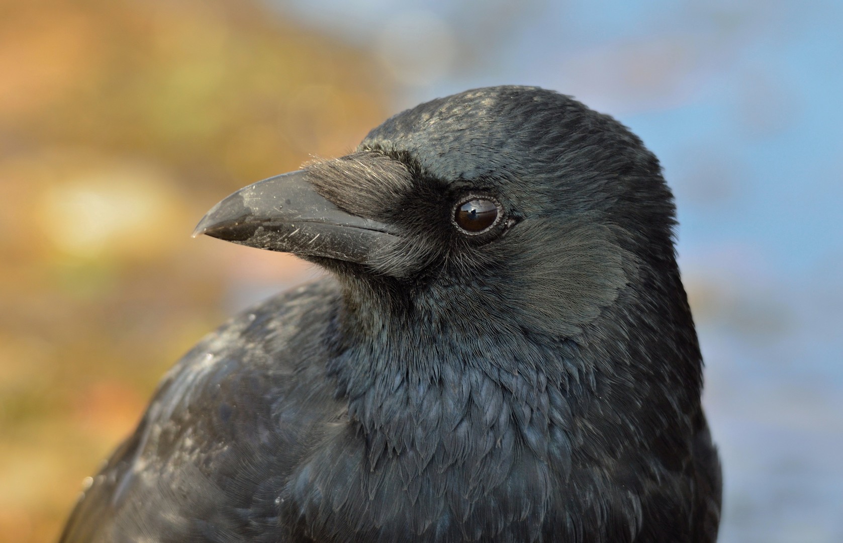 Herbstportrait...