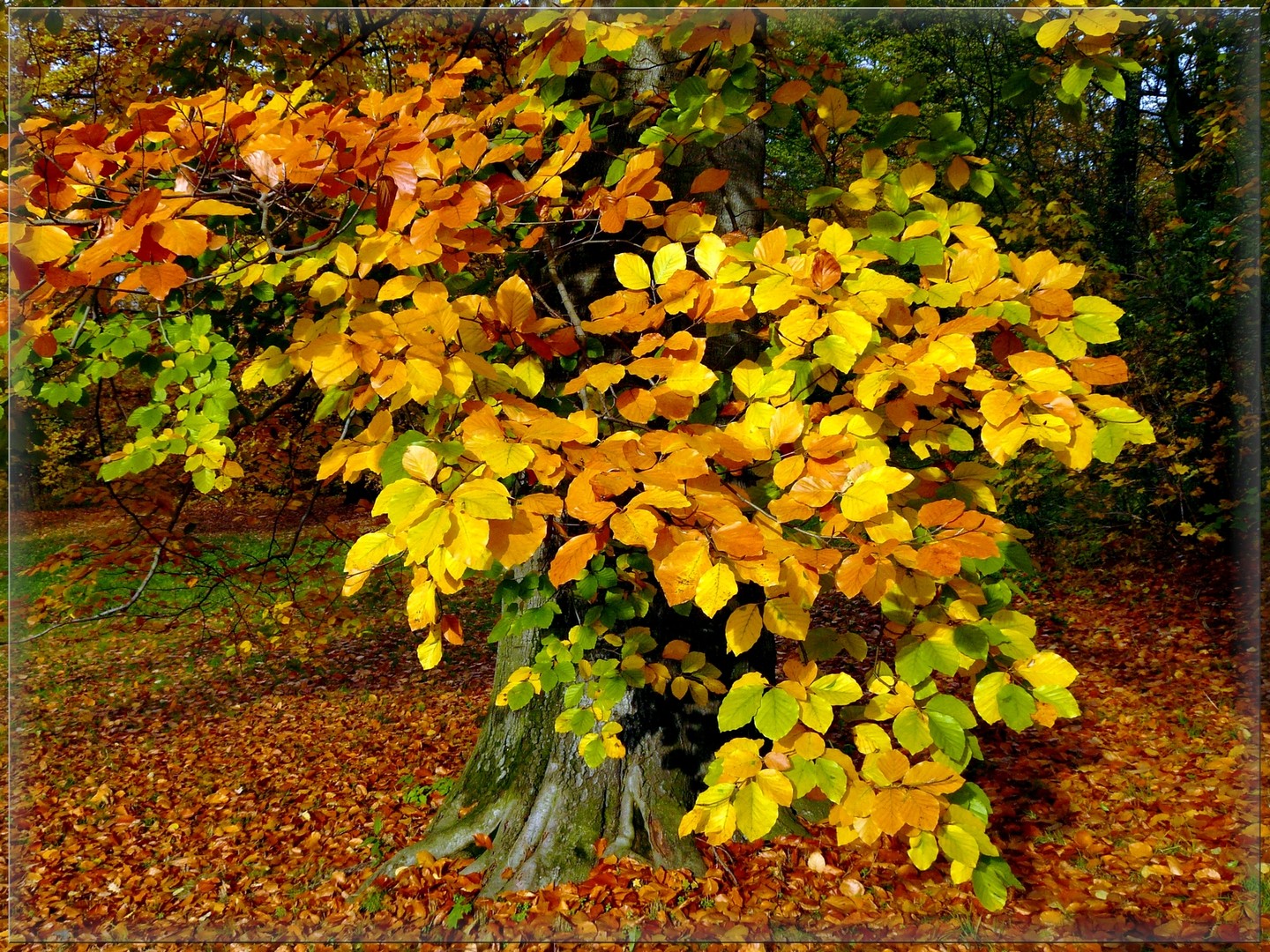 Farbpinsel der Natur