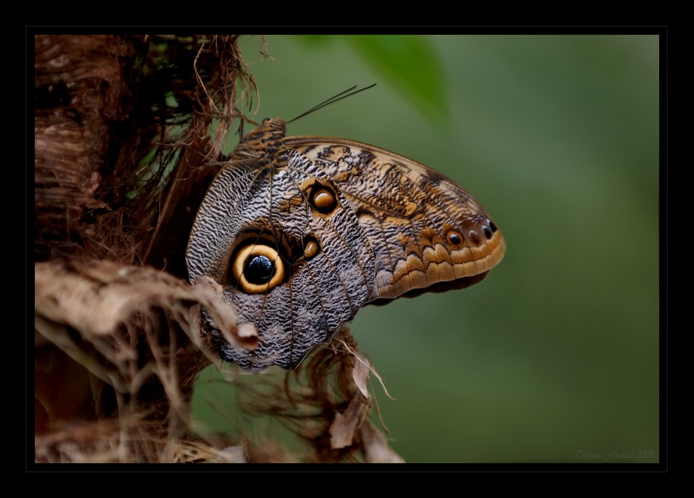 Caligo eurilochus