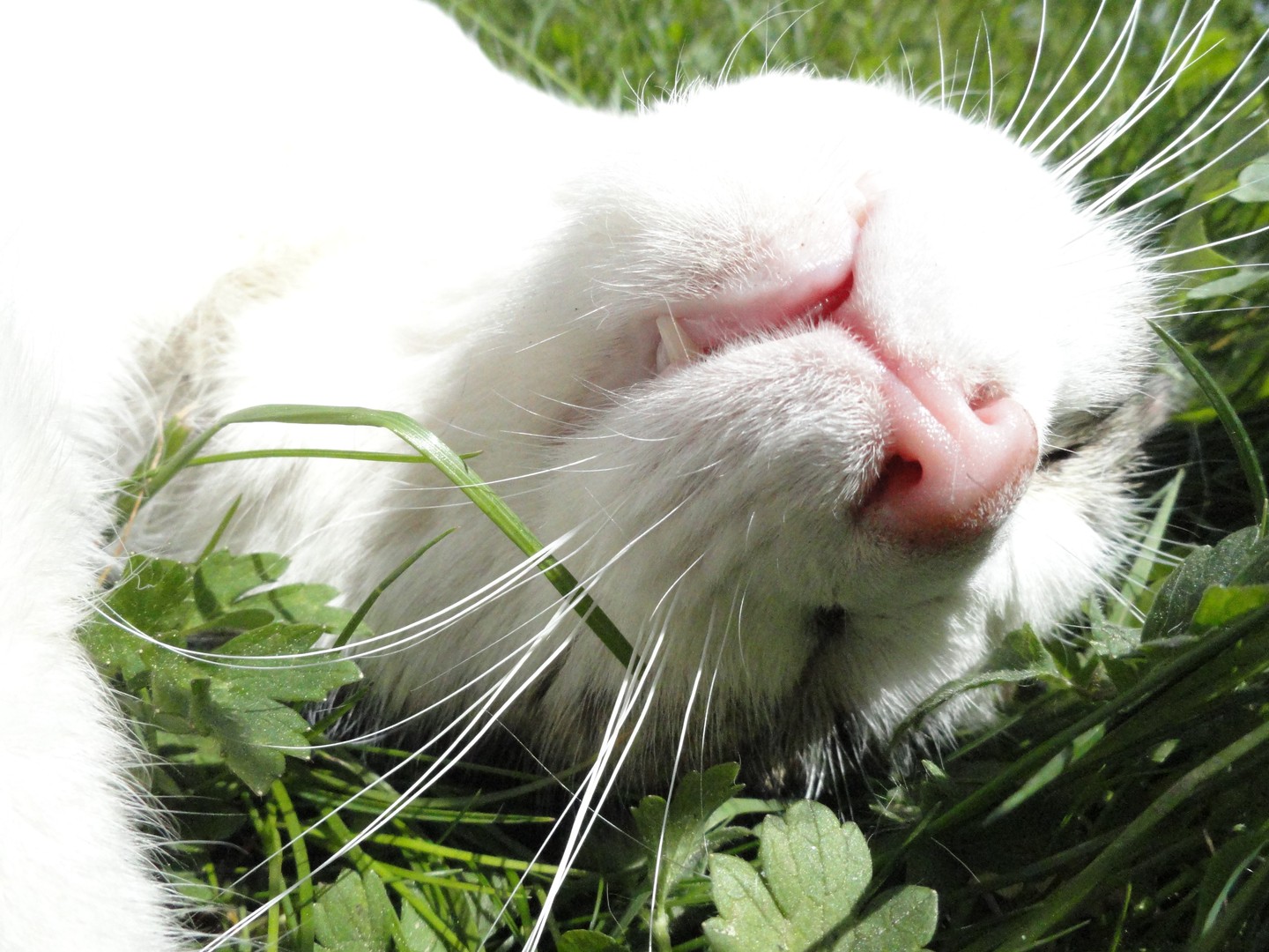 Katze im Gras