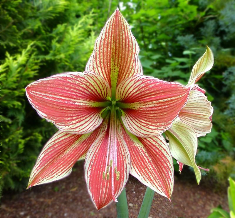 Amaryllis