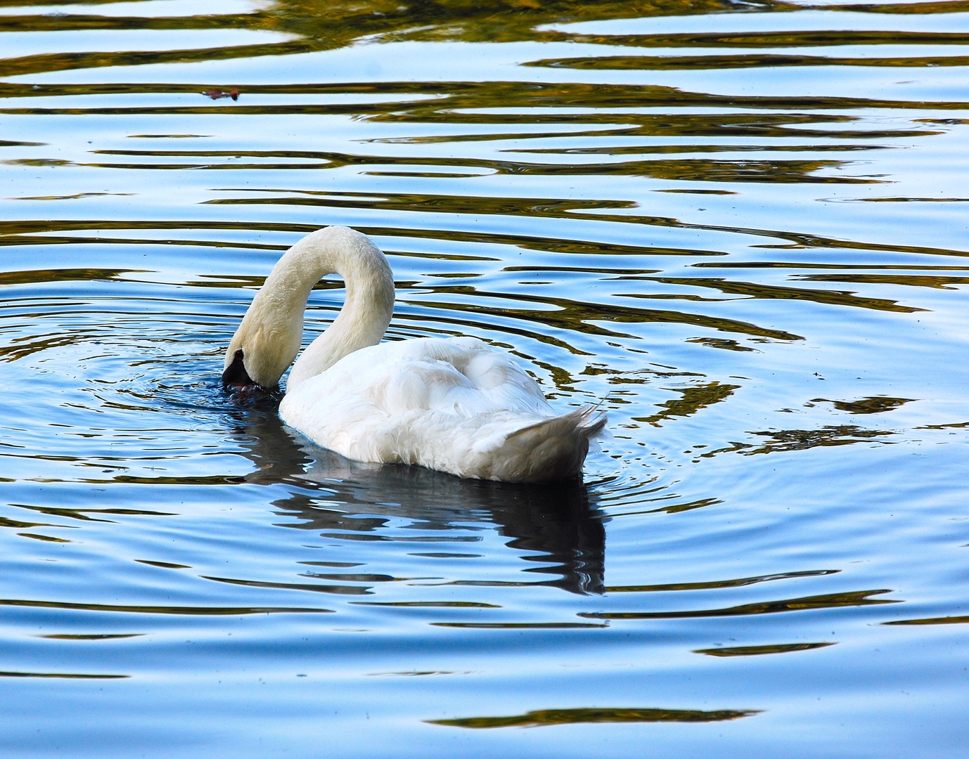 Cygne.