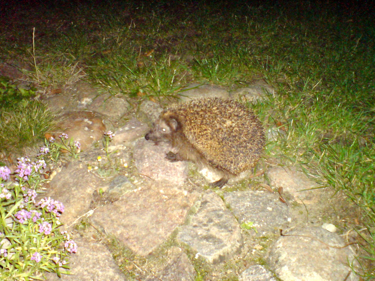 Hedgehog