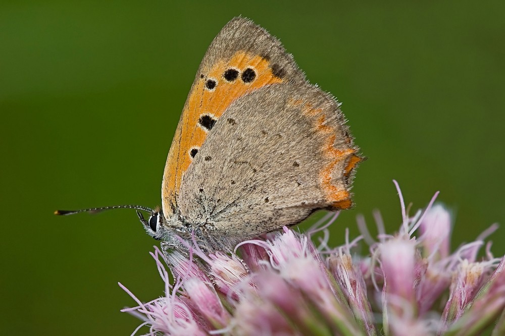 Kleine Feuerfalter (Lycaena phlaeas)