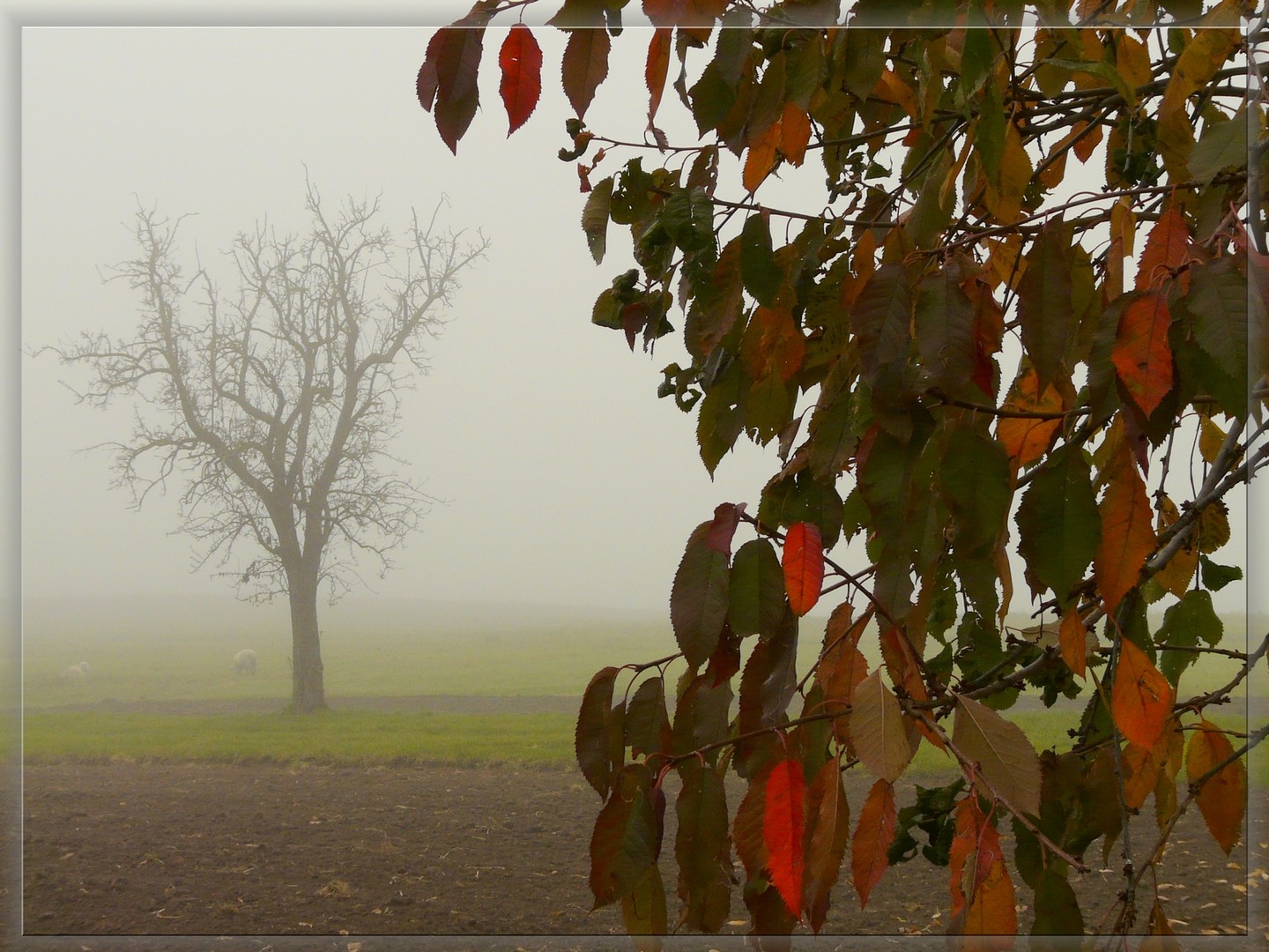 Spaziergang im Nebel