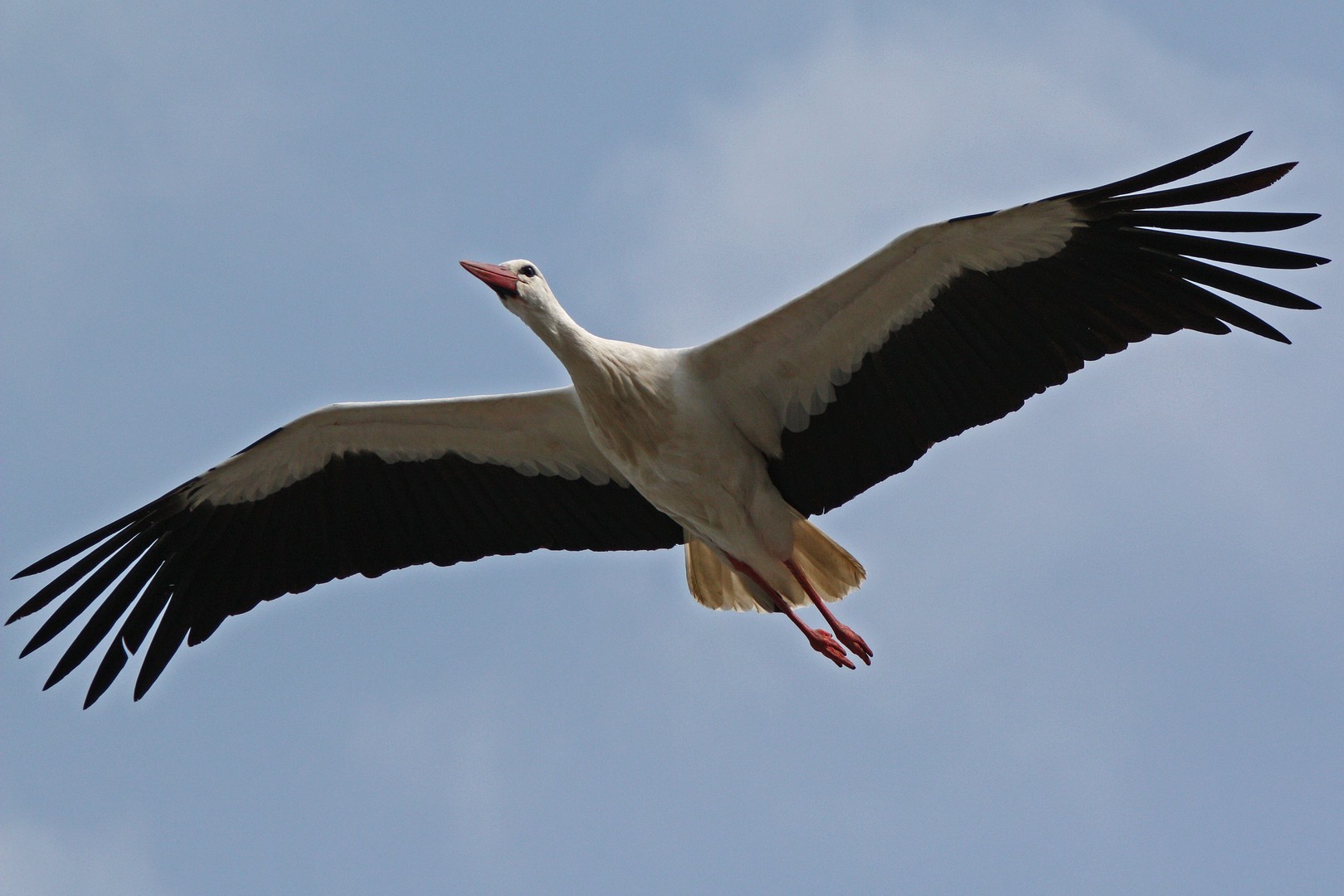 Storchenflug