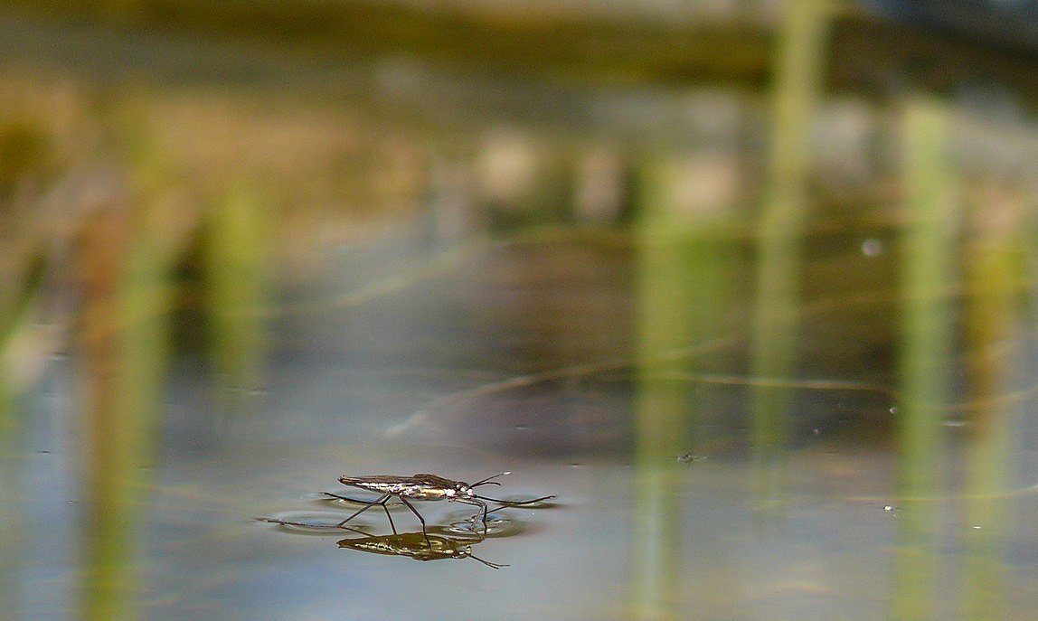 Wasserläufer