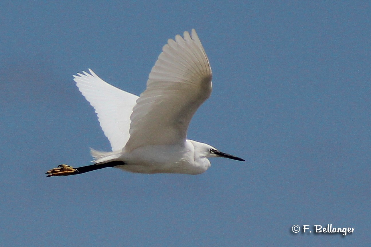 Aigrette garzette en plein vol