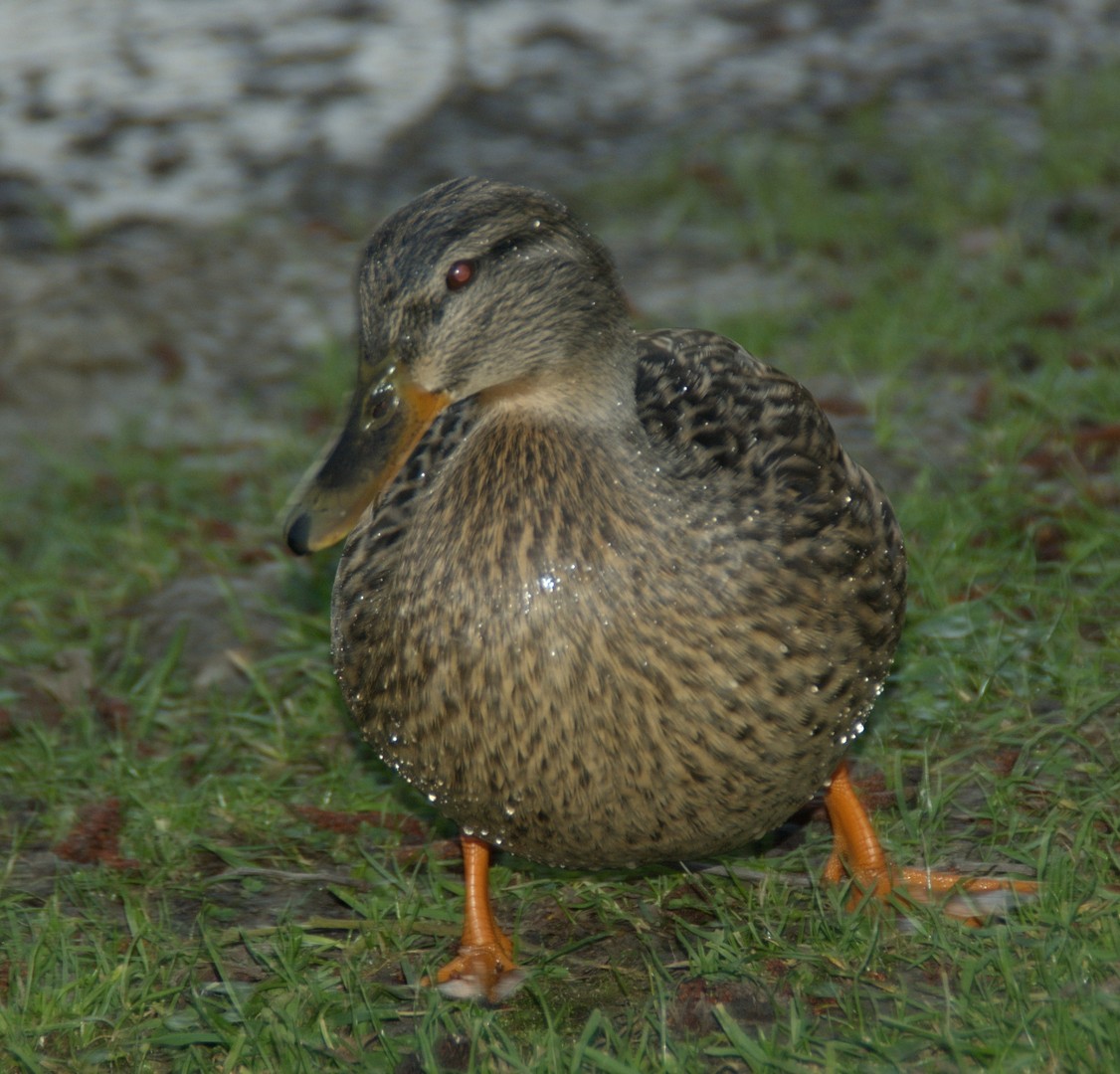 Ente frisch gebadet