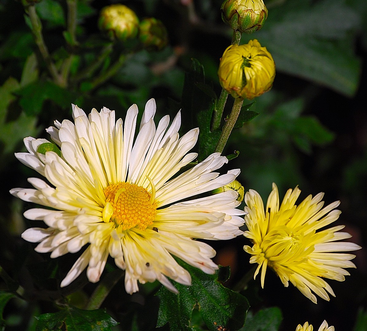 Fleur.