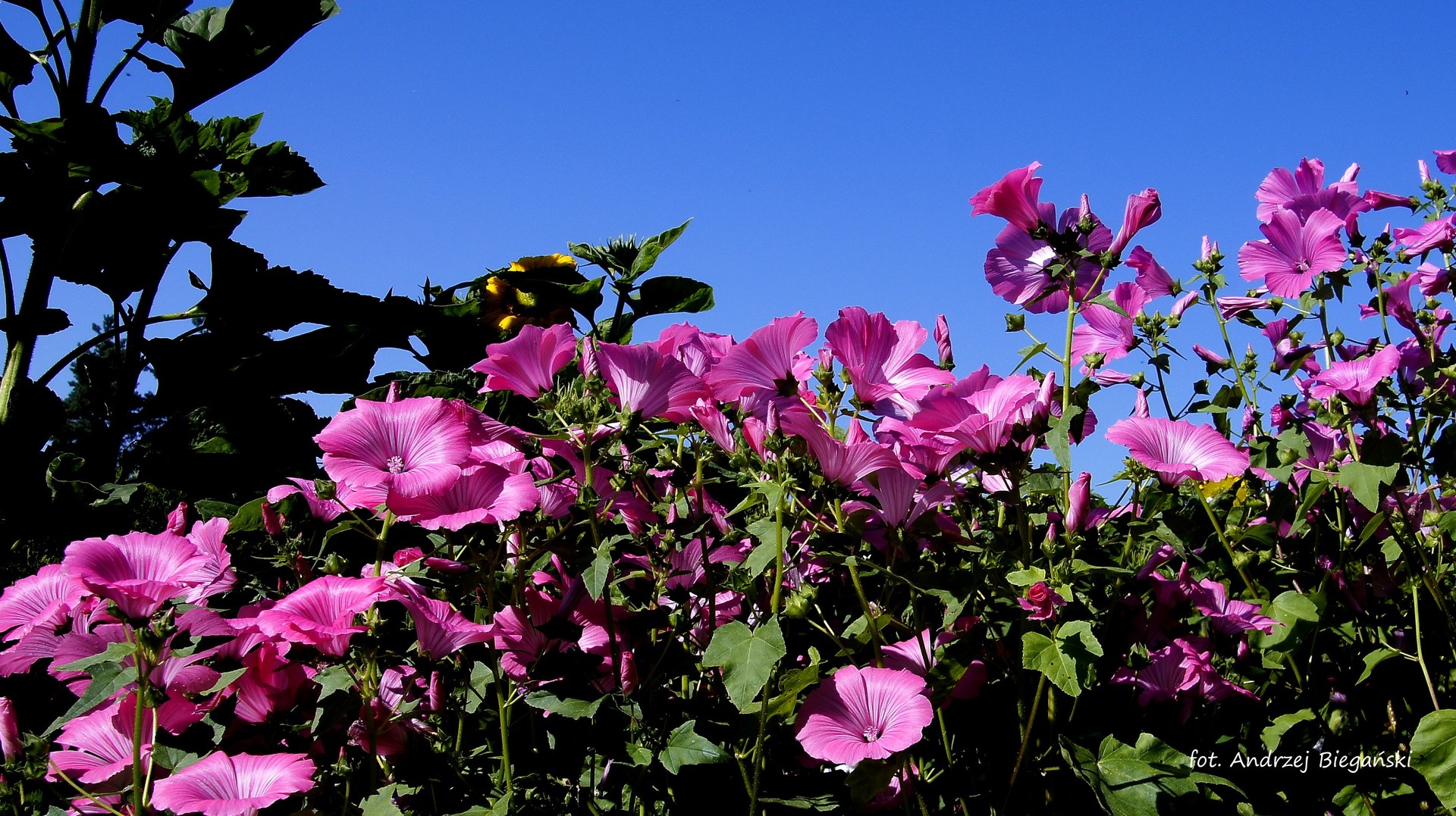 ślaz ogrodowy = Garten Malwe