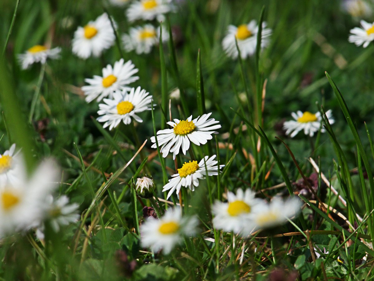 Gänseblümchen2