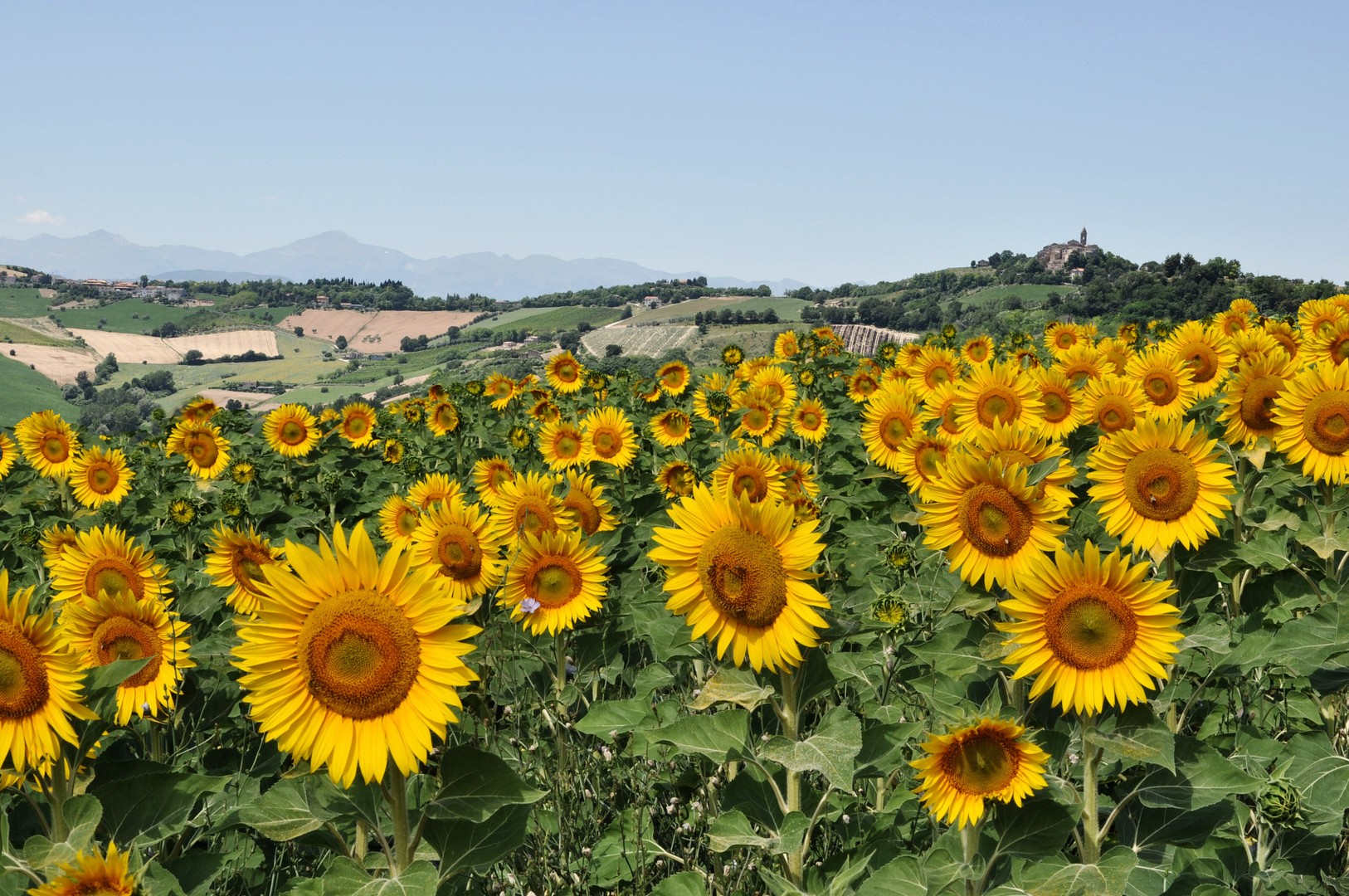 Sonnenblumen im Süden