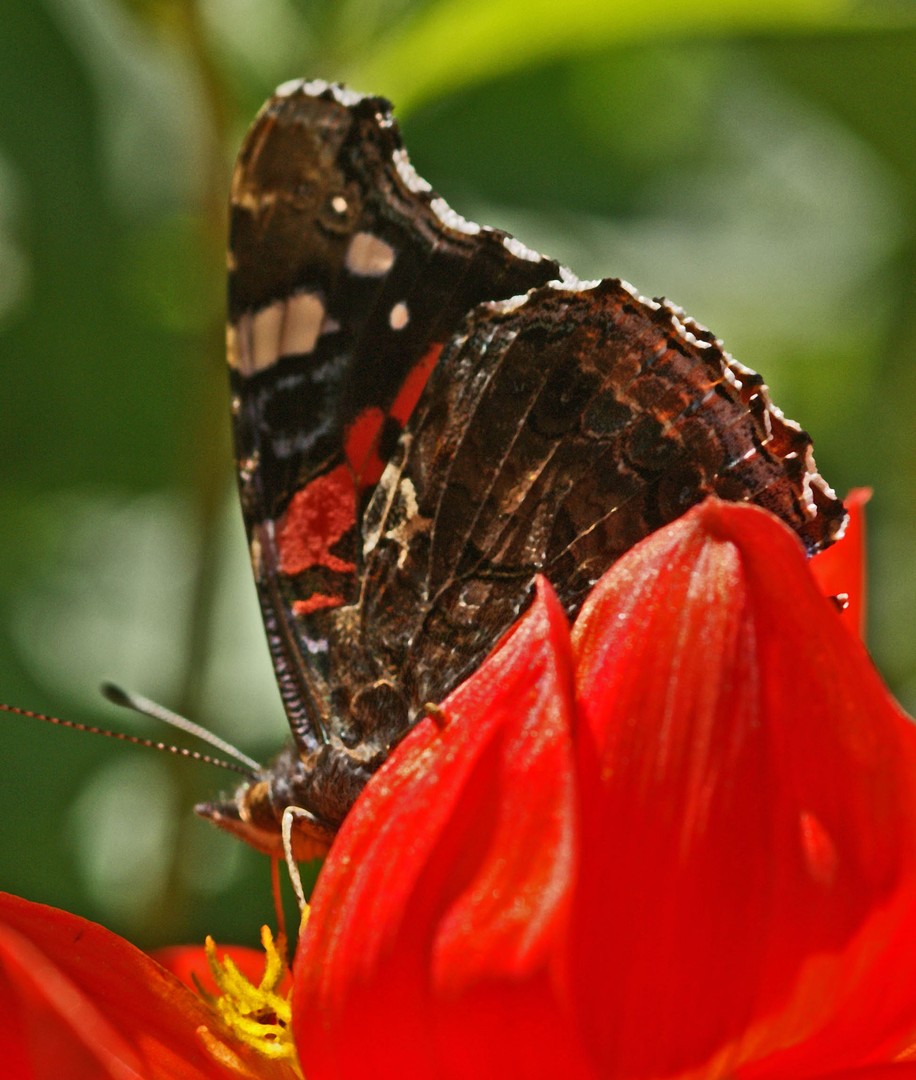 Schmetterling