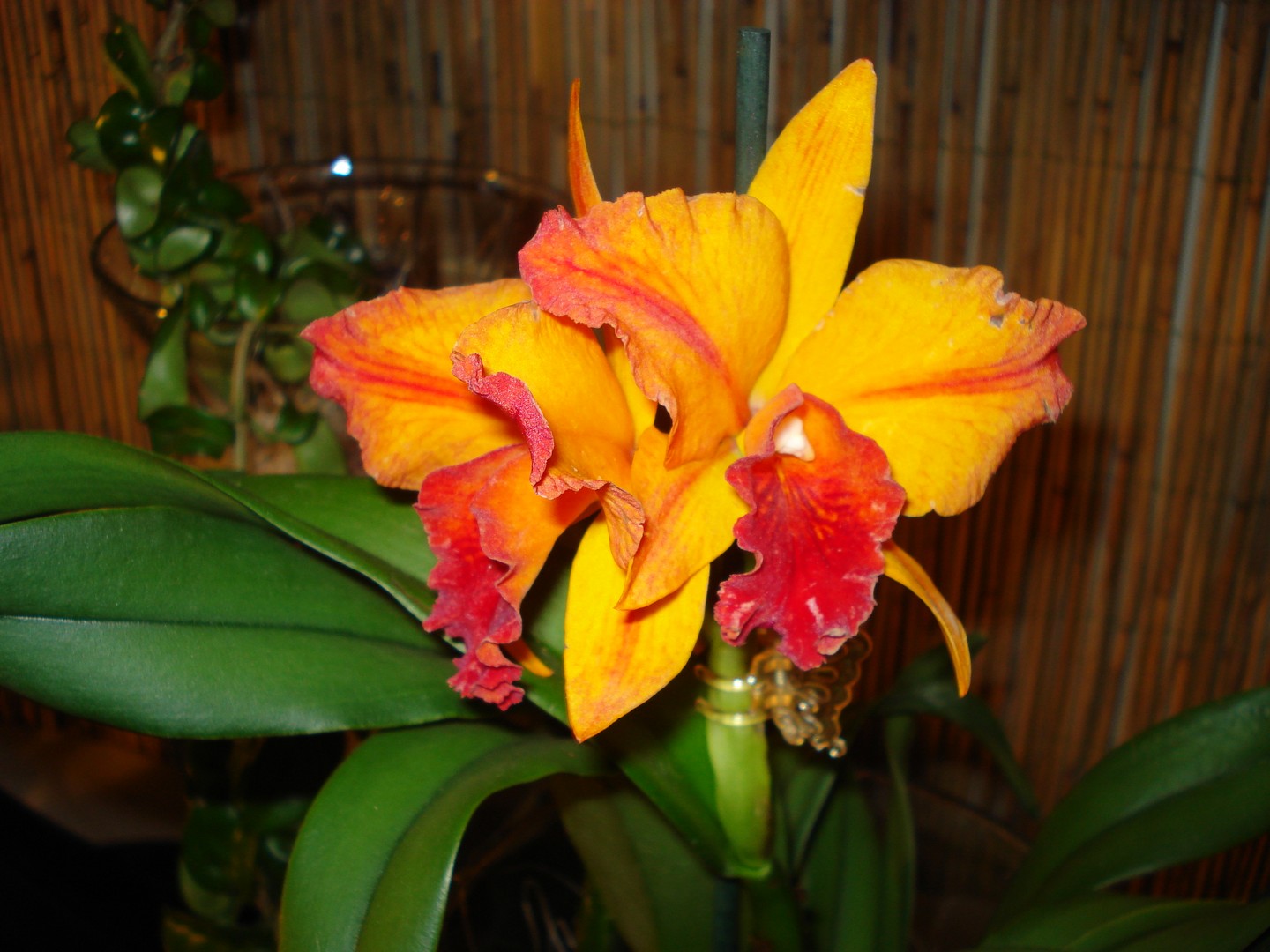 Orchidee 2