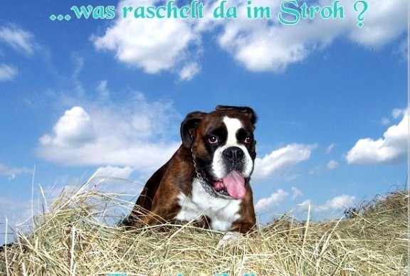 Boxer  liegend auf einem Strohballen