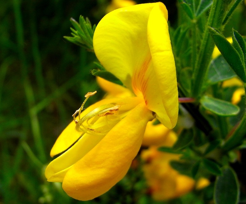 Fleur de genêt