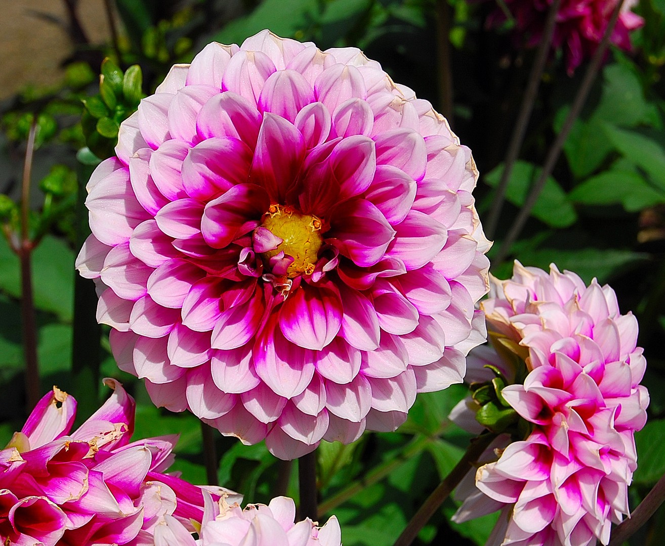 Fleur Dahlia.